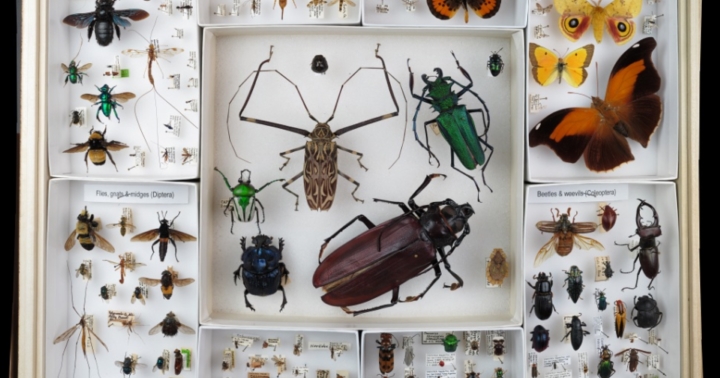  Đa dạng các loại côn trùng được trưng bày tại bảo tàng