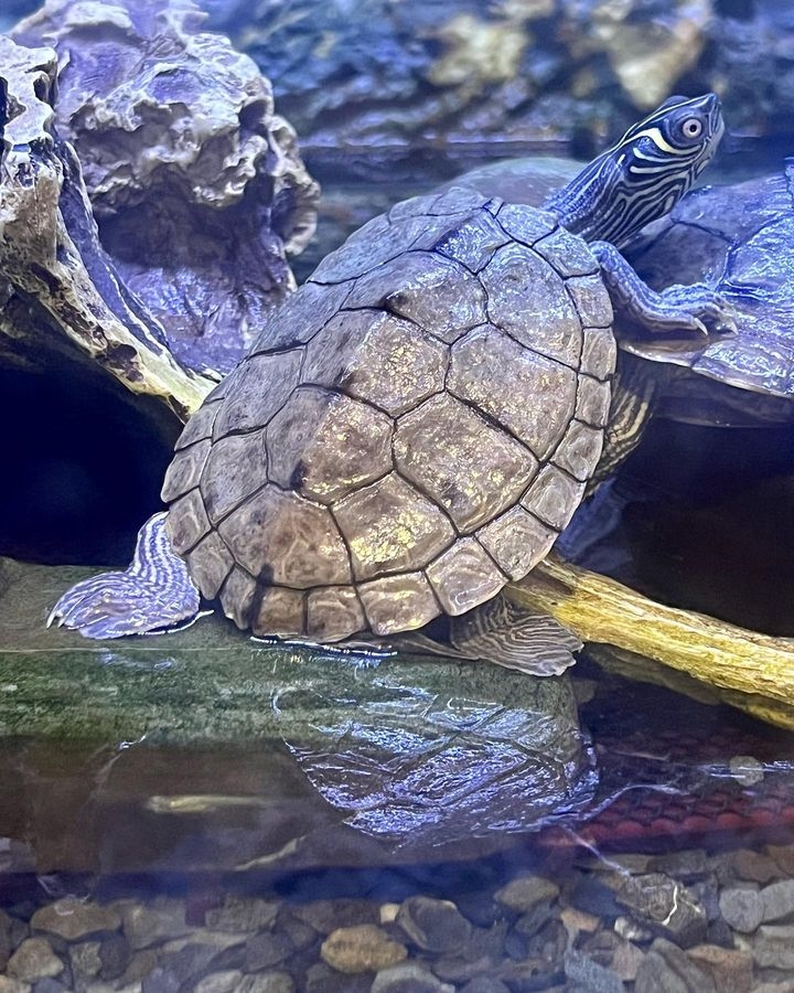 Chú rùa được chụp qua ống kính của du khách