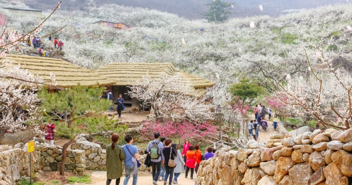 Hoa mận nở ngập làng Jeonju Hanok