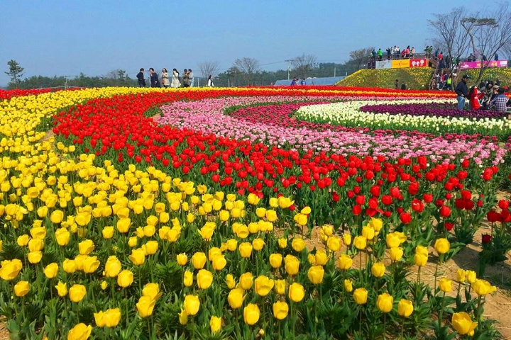 Cánh đồng hoa Tulip đầy màu sắc