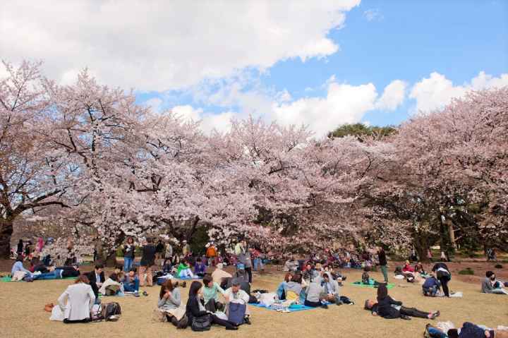 Phong tục ngắm hoa anh đầu xuân ở Nhật Bản được gọi là Hanami