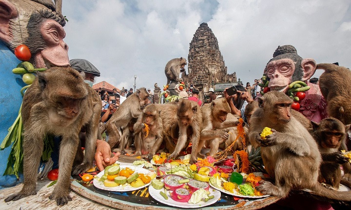 Lễ hội tiệc khỉ Lopburi vào Chủ nhật cuối cùng của tháng 11 hàng năm