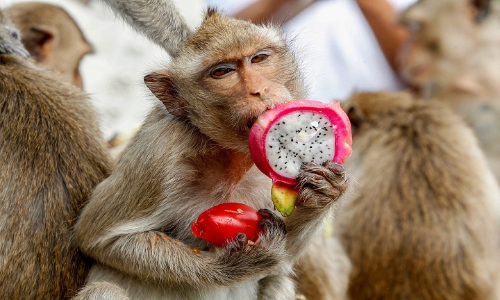  Lễ hội tiệc khỉ Lopburi được tổ chức lần đầu vào năm 1989 