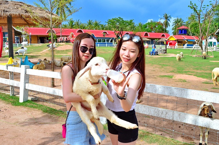 Trang trại Cừu Pattaya - Khu vườn trong mơ nằm ngoài Quốc lộ 7