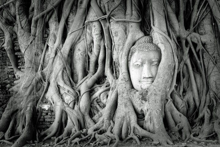 Rễ cây đa mọc thành đầu Phật Buddha
