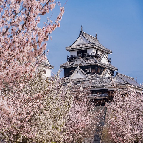 TOUR NHẬT BẢN: MATSUYAMA - DU XUÂN XỨ PHÙ TANG