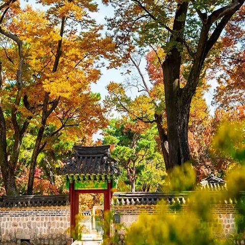 TOUR HÀN QUỐC: SẮC THU DỊU DÀNG
