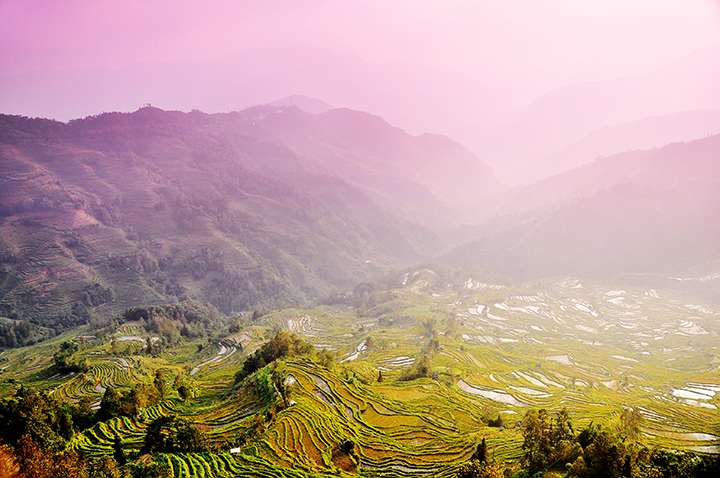 Sắc m&agrave;u hoa l&uacute;a&nbsp;