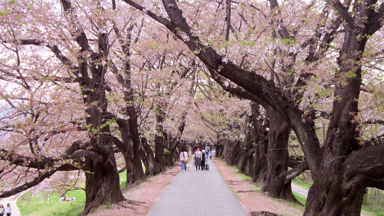 Du lịch Osaka mùa xuân - Mùa hoa anh đào nở rộ