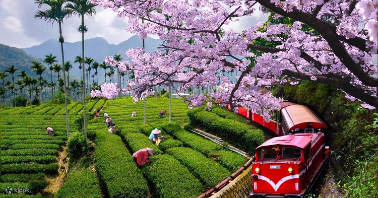 H&agrave;nh tr&igrave;nh đến n&uacute;i A L&yacute; Sơn