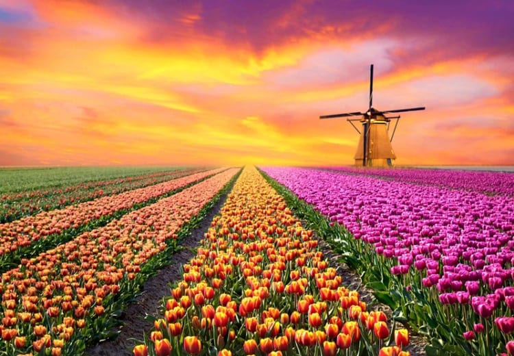 CHÂU ÂU: LỄ HỘI HOA TULIP PHÁP - BỈ  - HÀ LAN -ĐỨC