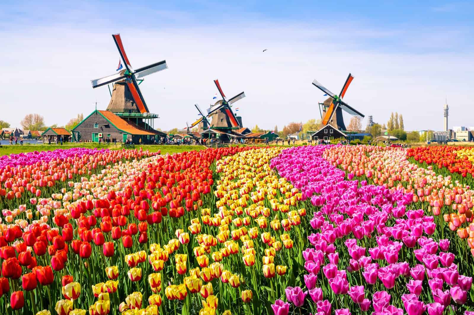 CHÂU ÂU: LỄ HỘI HOA TULIP PHÁP - BỈ  - HÀ LAN -ĐỨC