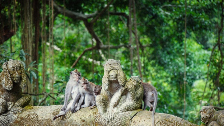 Những chú khỉ đuôi dài Bali tại rừng Ubud