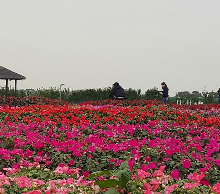 Chợ hoa Zhongshe tại Houli là một thiên đường đối với những tâm hồn đam mê hoa
