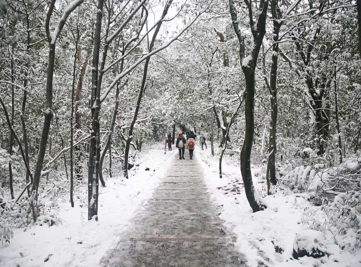Bức tranh phong cảnh mùa đông tuyệt đẹp trên lối mòn của núi Alishan