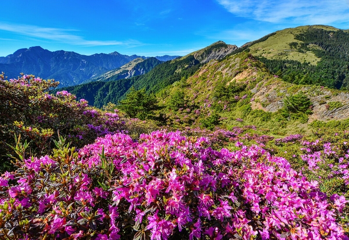 Trăm hoa đỗ quyên khoe sắc trên núi Hehuanshan