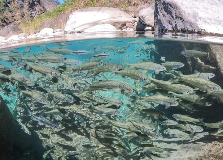 Nơi đây nổi tiếng với đa dạng các loài cá