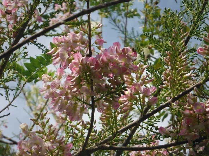 Một điểm đặc biệt lôi cuốn tại hồ Wushantou chính là vườn hoa Gliricidia