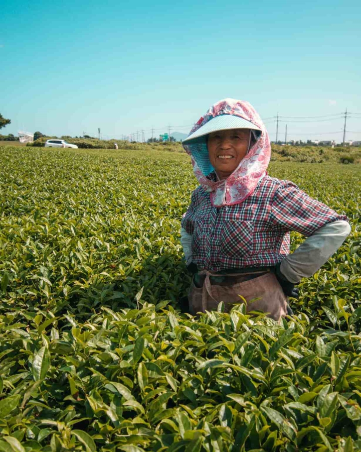 Vườn Trà O’Sulloc tại Jeju