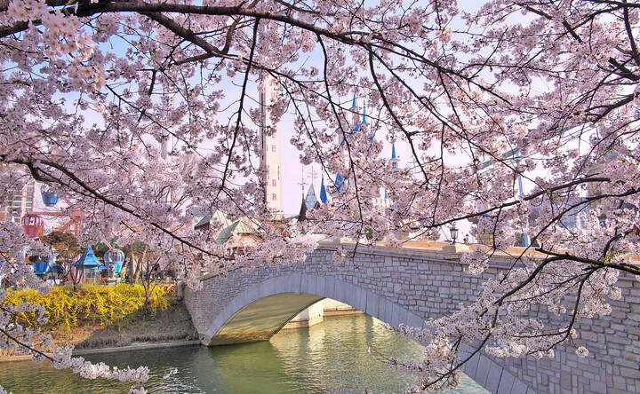 Hồ Seokchon biến thành một thiên đàng hoa anh đào vào mùa xuân