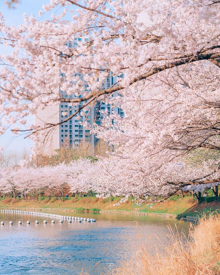 Lễ hội hoa anh đào hồ Seokchon diễn ra vào tháng 4 hàng năm