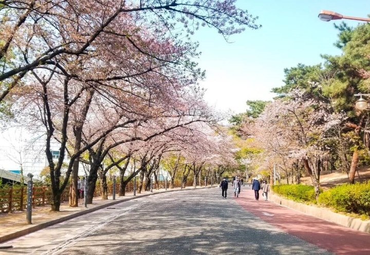 Kotbora - đồi hoa nổi tiếng của Daegu