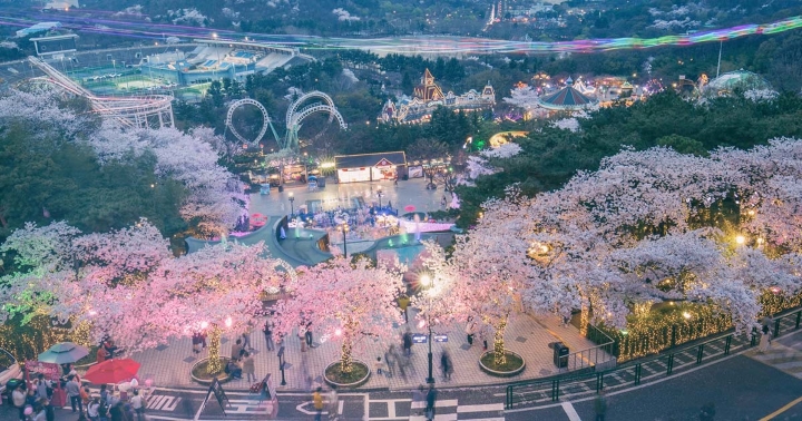 Công viên giải trí E-World ngập tràn hoa anh đào