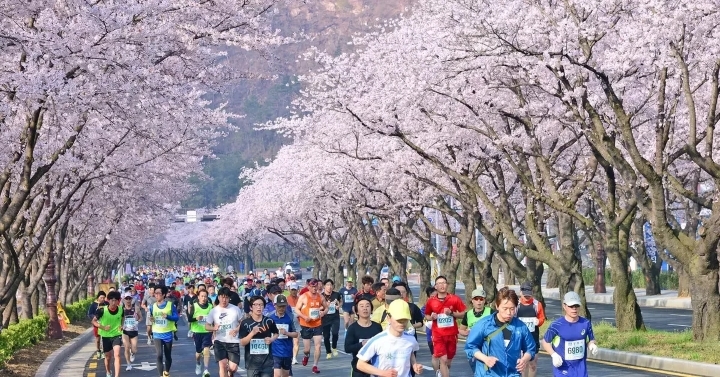 Cuộc thi chạy bộ trong lễ hội Gyeongju