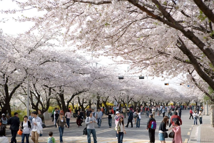Con đường hoa anh đào nổi tiếng của Seoul