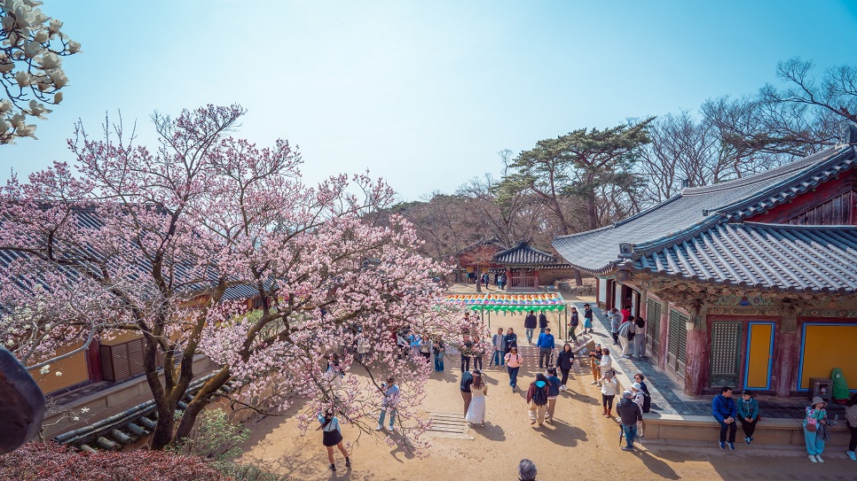 Đền Bulguksa m&ugrave;a hoa anh đ&agrave;o