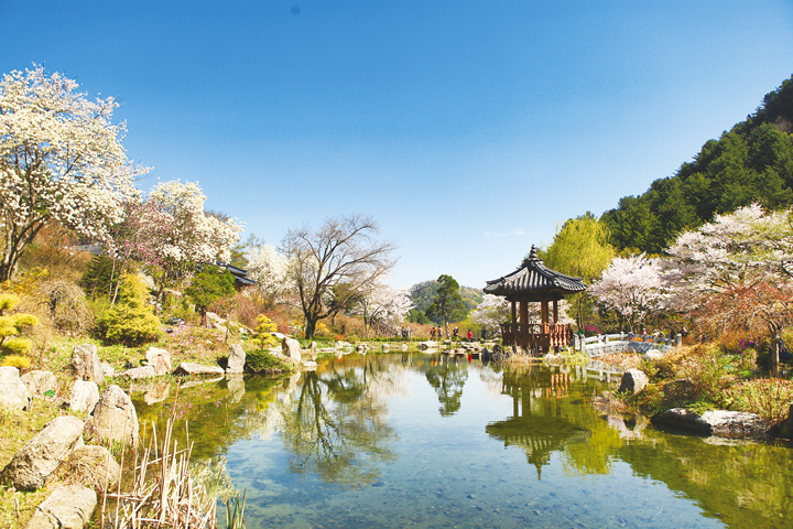 Khu vườn Morning Calm xinh đẹp