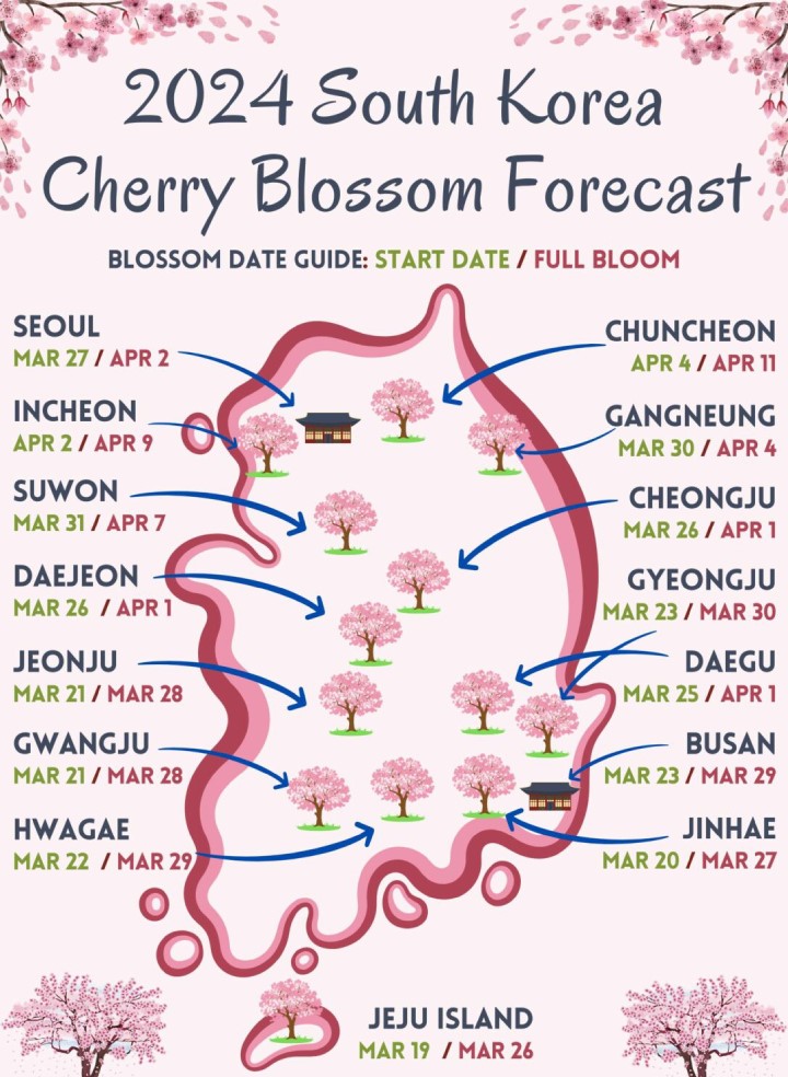 Dự báo chính thức về hoa anh đào Hàn Quốc năm 2024
