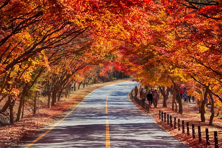 Cảnh đẹp mùa thu khiến du khách say đắm tại Vườn quốc gia Naejangsan