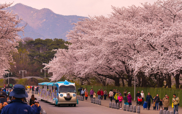 Lễ hội hoa anh đào rực nở ở công viên lớn nhất Seoul
