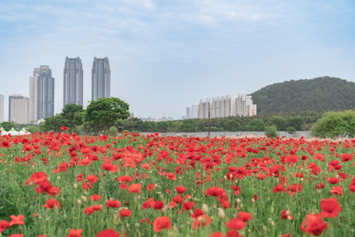 Cánh đồng hoa đỏ rực rỡ giữa công viên Taehwagang