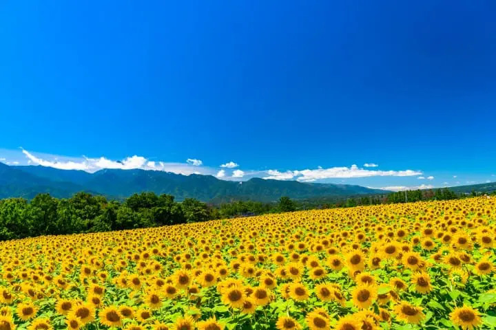 Cánh đồng hoa hướng dương vàng rực hòa hợp với màu xanh của đồng cỏ Kochia