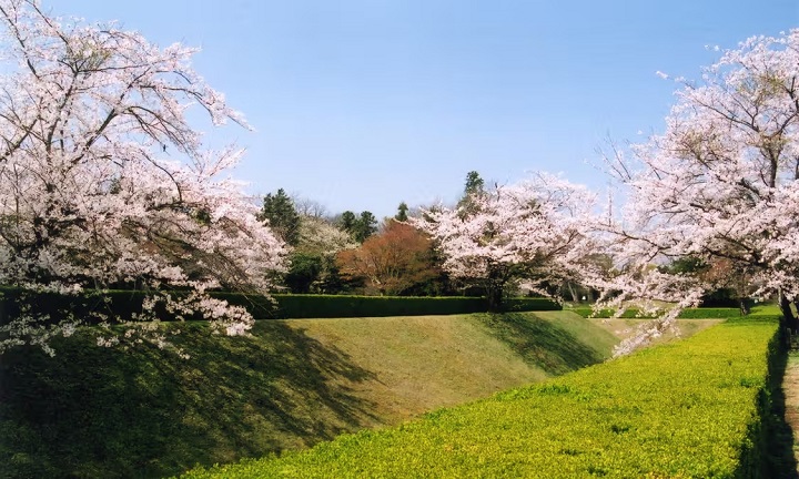 Công viên di tích lâu đài Sakura - tỉnh Chiba
