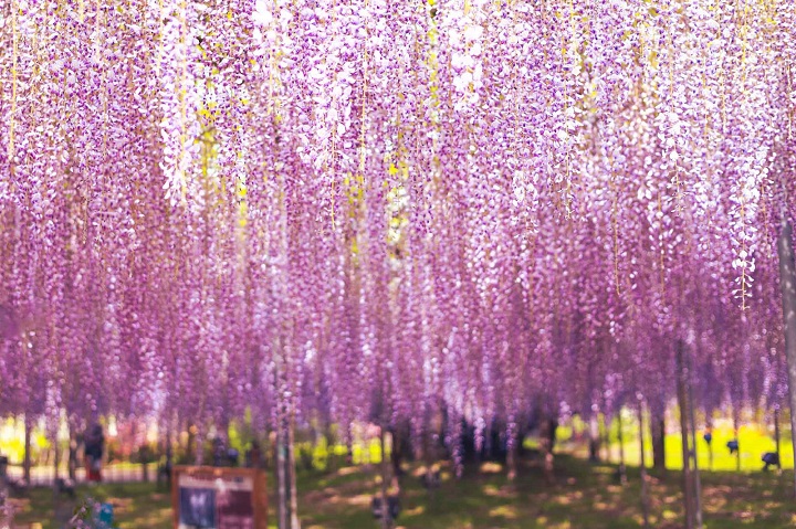 Công viên hoa Ashikaga - tỉnh Tochigi