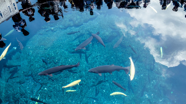 Hồ nước trong vắt có thể ngắm nhìn đàn cá bơi lội