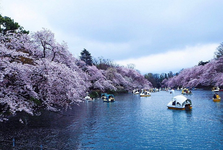 Công viên Inokashira là một trong những công viên nổi tiếng nhất của Nhật Bản