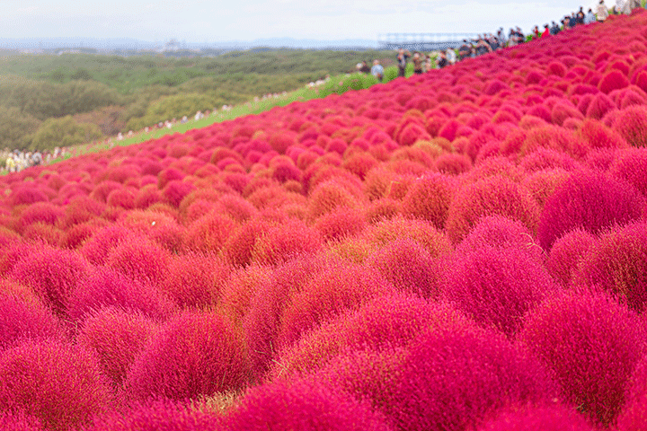 Lễ hội hoa Kochia rực rỡ