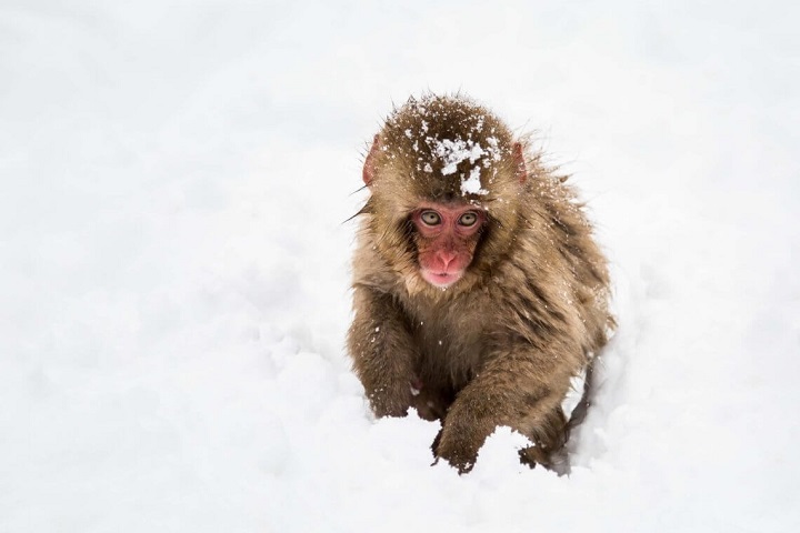 Khỉ tuyết yêu mùa đông ở Nhật Bản