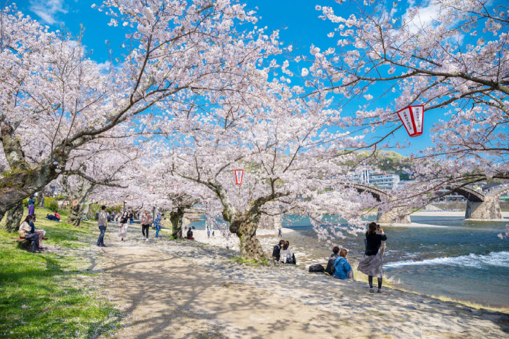 Vẻ đẹp mùa xuân Nhật Bản