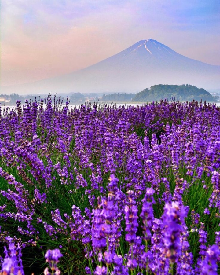 Cánh đồng hoa Lavender rực rỡ màu sắc bên hồ Kawaguchiko