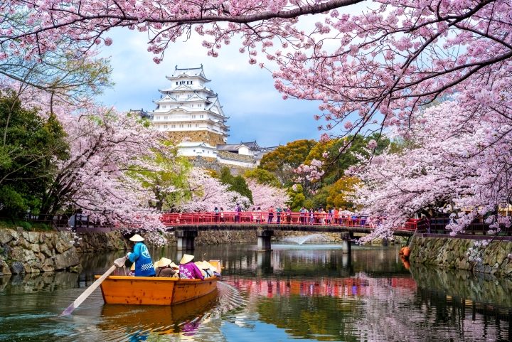 Lâu đài Himeji với hàng ngàn hoa anh đào đua nở
