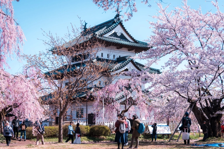 Khung cảnh những cây hoa anh đài bao quanh lâu đài Hirosaki