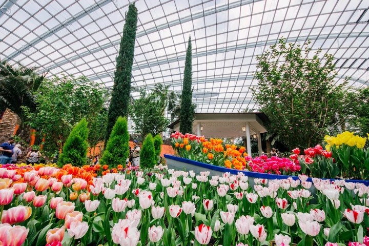 Một góc hoa tulip đầy màu sắc tại vườn Flower Dome