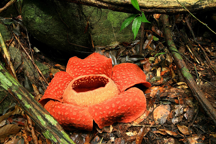 Rafflesia là loài hoa lớn nhất thế giới