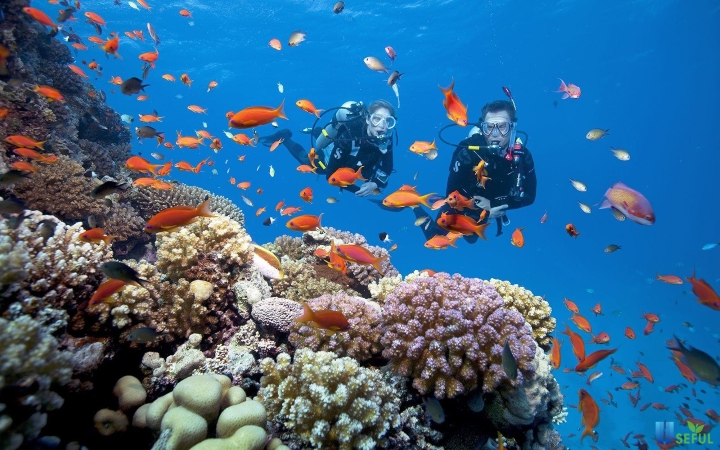Trải nghiệm lặn ngắm san hô không nên bỏ lỡ