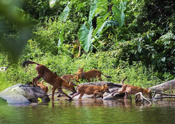 Đàn hươu Sambar trong vườn Quốc gia Khao Yai